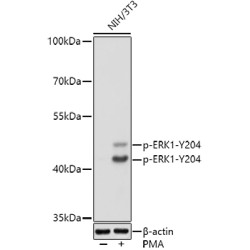 Phospho-ERK1-Y204 Rabbit pAb