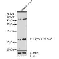 Phospho-α-Synuclein-Y136 Rabbit pAb