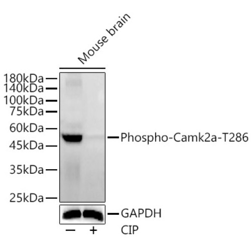 Phospho-Camk2-T286 Rabbit pAb