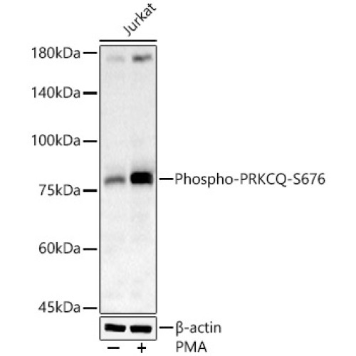 Phospho-PRKCQ-S676 Rabbit pAb