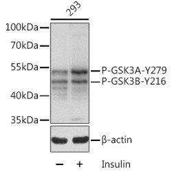 Phospho-GSK3β-Y216 + GSK3α-Y279 Rabbit pAb
