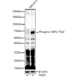 Phospho-SHP2-Y542 Rabbit pAb
