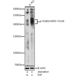 Phospho-ErbB3/HER3-Y1328 Rabbit pAb