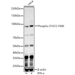 Phospho-STAT2-Y690 Rabbit pAb