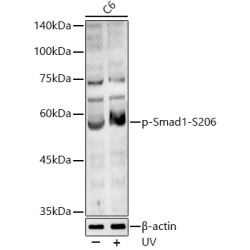 Phospho-Smad1-S206 Rabbit pAb