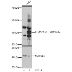 Phospho-p38 MAPK-T180/Y182 Rabbit pAb