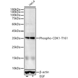 Phospho-CDK1-T161 Rabbit pAb