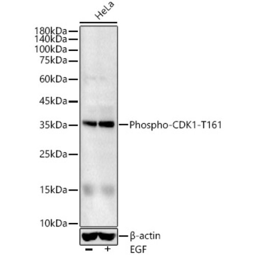 Phospho-CDK1-T161 Rabbit pAb