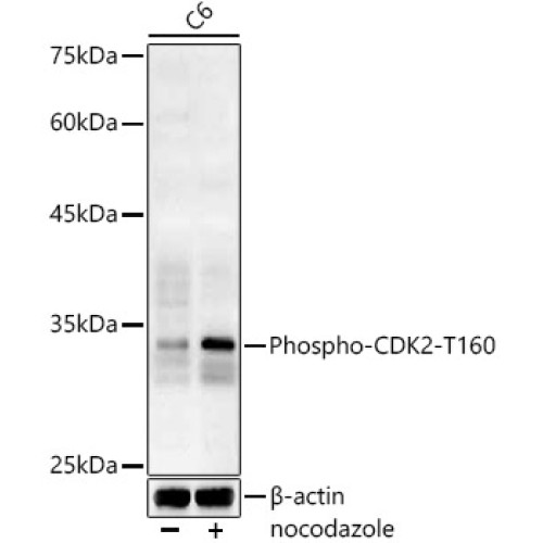 Phospho-CDK2-T160 Rabbit pAb