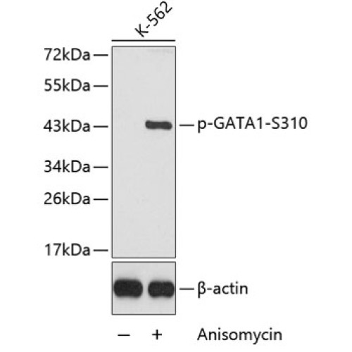 Phospho-GATA1-S310 Rabbit pAb
