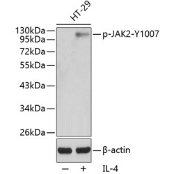 Phospho-JAK2-Y1007 Rabbit pAb