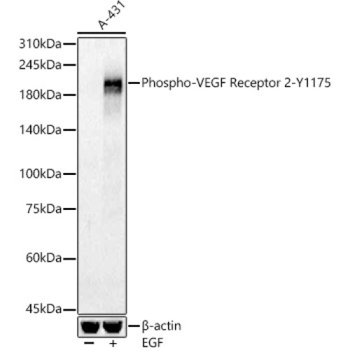 Phospho-VEGF Receptor 2-Y1175 Rabbit pAb
