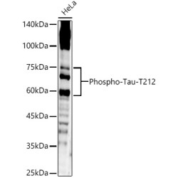 Phospho-Tau-T212 Rabbit pAb
