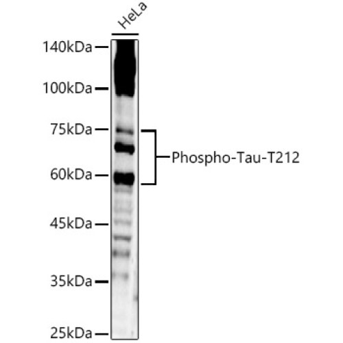 Phospho-Tau-T212 Rabbit pAb