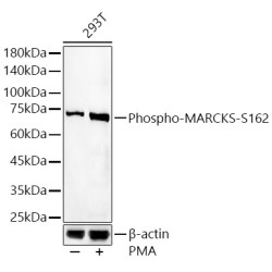 Phospho-MARCKS-S162 Rabbit pAb