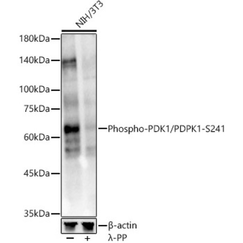 Phospho-PDK1/PDPK1-S241 Rabbit pAb