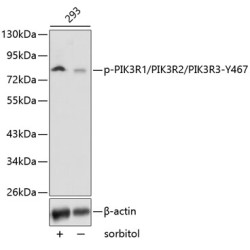 Phospho-PI3KP85α/P55γ/P85β-Y467/Y464/Y199 Rabbit pAb