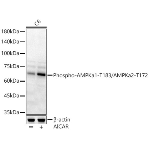 Phospho-AMPKa1-T183/AMPKa2-T172 Rabbit pAb