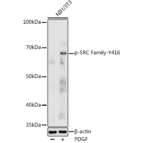 Phospho-SRC Family-Y416 Rabbit pAb