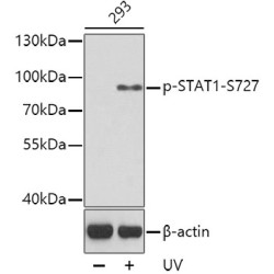 Phospho-STAT1-S727 Rabbit pAb