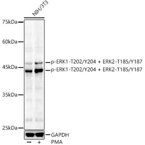 Phospho-ERK1-T202/Y204 + ERK2-T185/Y187 Rabbit pAb