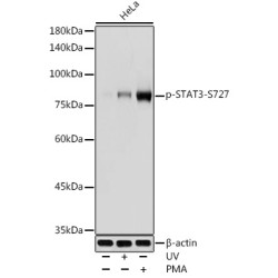 Phospho-STAT3-S727 Rabbit pAb