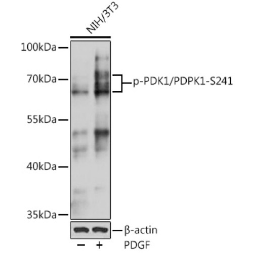 Phospho-PDK1/PDPK1-S241 Rabbit pAb