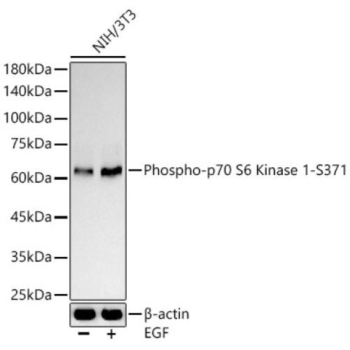 Phospho-p70 S6 Kinase 1-S371 Rabbit pAb