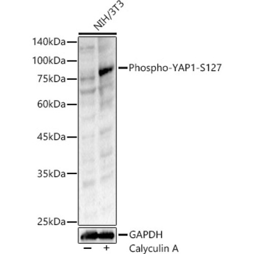 Phospho-YAP1-S127 Rabbit pAb