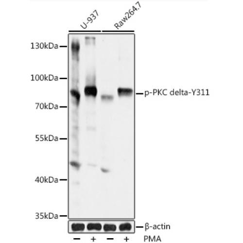 Phospho-PKC delta-Y311 Rabbit pAb