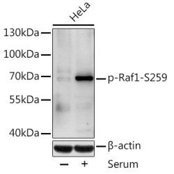 Phospho-Raf1-S259 Rabbit pAb