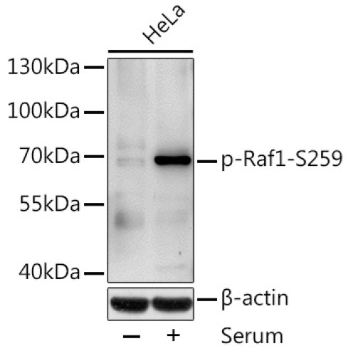 Phospho-Raf1-S259 Rabbit pAb