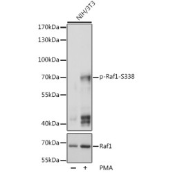 Phospho-Raf1-S338 Rabbit pAb