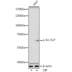 Phospho-Src-S17 Rabbit pAb