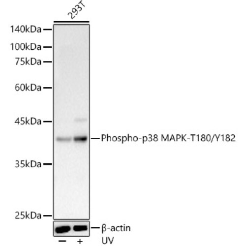 Phospho-p38 MAPK-T180/Y182 Rabbit pAb
