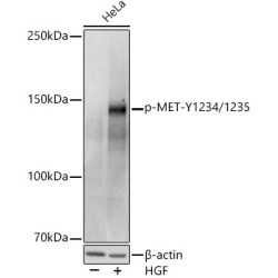 Phospho-MET-Y1234/1235 Rabbit pAb