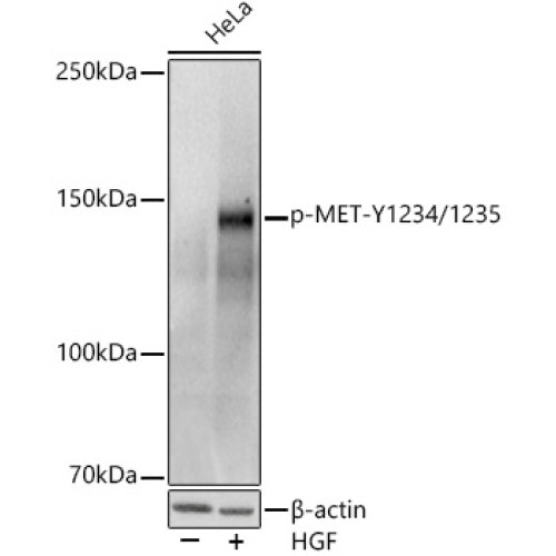 Phospho-MET-Y1234/1235 Rabbit pAb