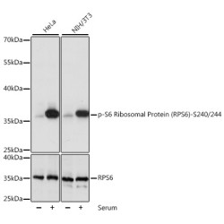 Phospho-S6 Ribosomal Protein (RPS6)-S240/244 Rabbit pAb