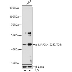 Phospho-MAP2K4-S257/T261 Rabbit pAb