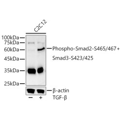 Phospho-Smad2-S465/467 + Smad3-S423/425 Rabbit pAb