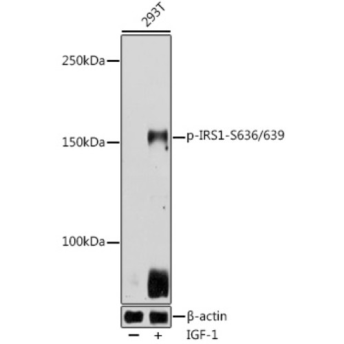 Phospho-IRS1-S636/639 Rabbit pAb