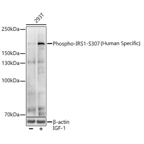 Phospho-IRS1-S307(Human Specific) Rabbit pAb