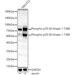 Phospho-p70 S6 Kinase 1-T389 Rabbit pAb