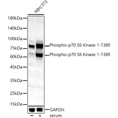 Phospho-p70 S6 Kinase 1-T389 Rabbit pAb