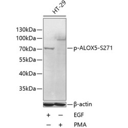 Phospho-ALOX5-S271 Rabbit pAb