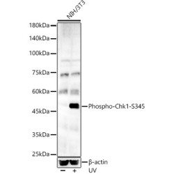 Phospho-Chk1-S345 Rabbit pAb