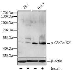 Phospho-GSK3α-S21 Rabbit pAb