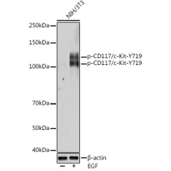 Phospho-CD117/c-Kit-Y721 Rabbit pAb
