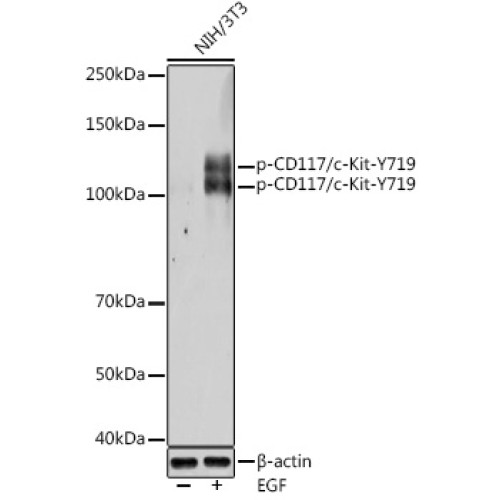 Phospho-CD117/c-Kit-Y721 Rabbit pAb