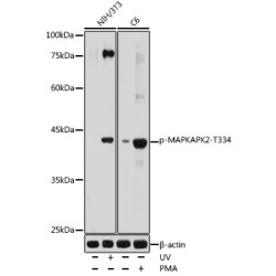 Phospho-MAPKAPK-2/MK2-T334 Rabbit pAb